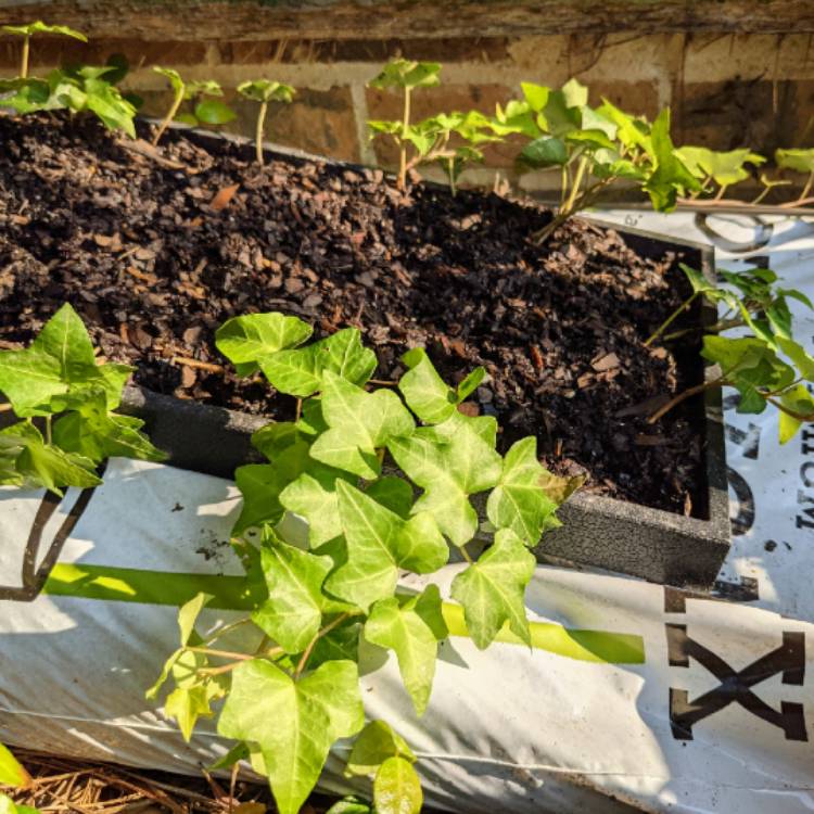 Plant image Hedera helix 'Cavendishii' syn. 'Marginata Minor'