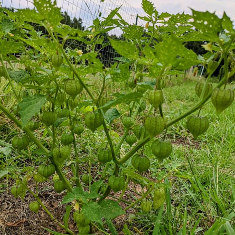 Plant image Physalis pruinosa