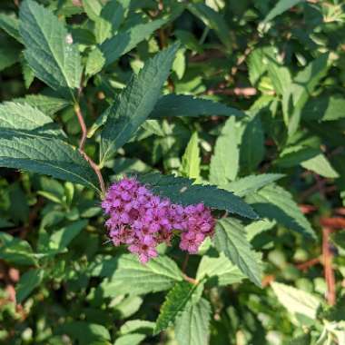 Spiraea japonica 'Anthony Waterer'