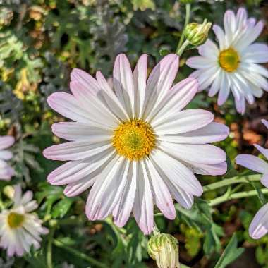 Tanacetum coccineum syn. Chrysanthemum coccineum