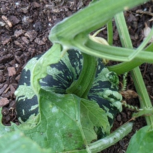 Plant image Cucurbita Maxima 'Harlequin' F1