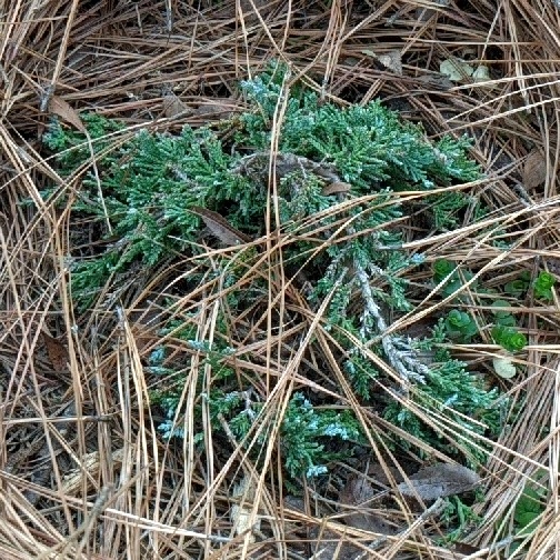 Plant image Juniperus horizontalis 'Icee Blue'