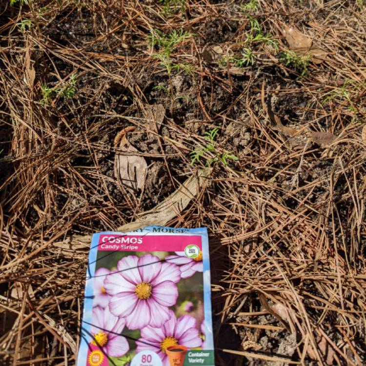 Plant image Cosmos Bipinnatus 'Candy Stripe'