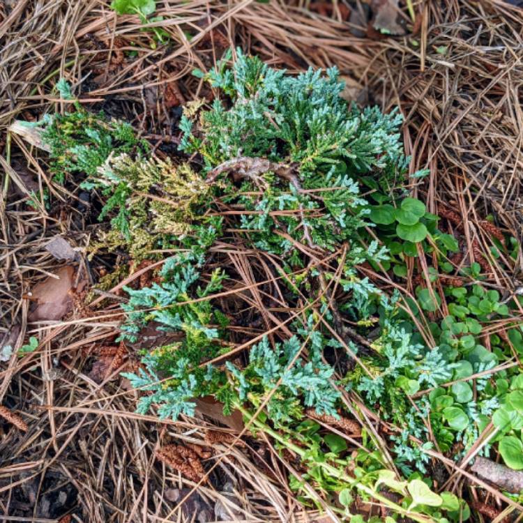 Plant image Juniperus horizontalis 'Icee Blue'