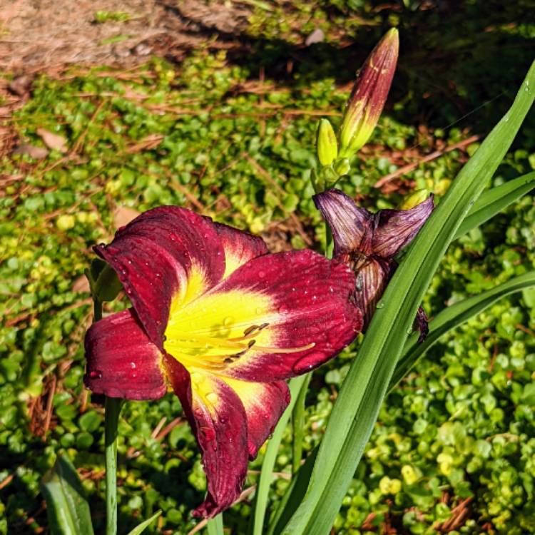 Plant image Hemerocallis 'Bela Lugosi'