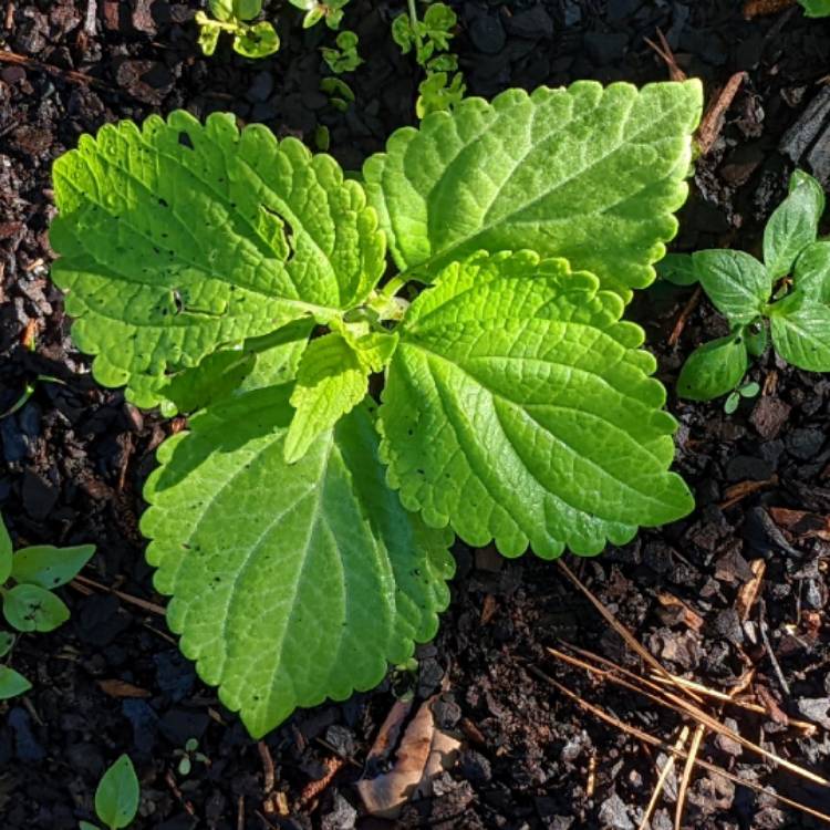 Plant image Leonotis leonurus