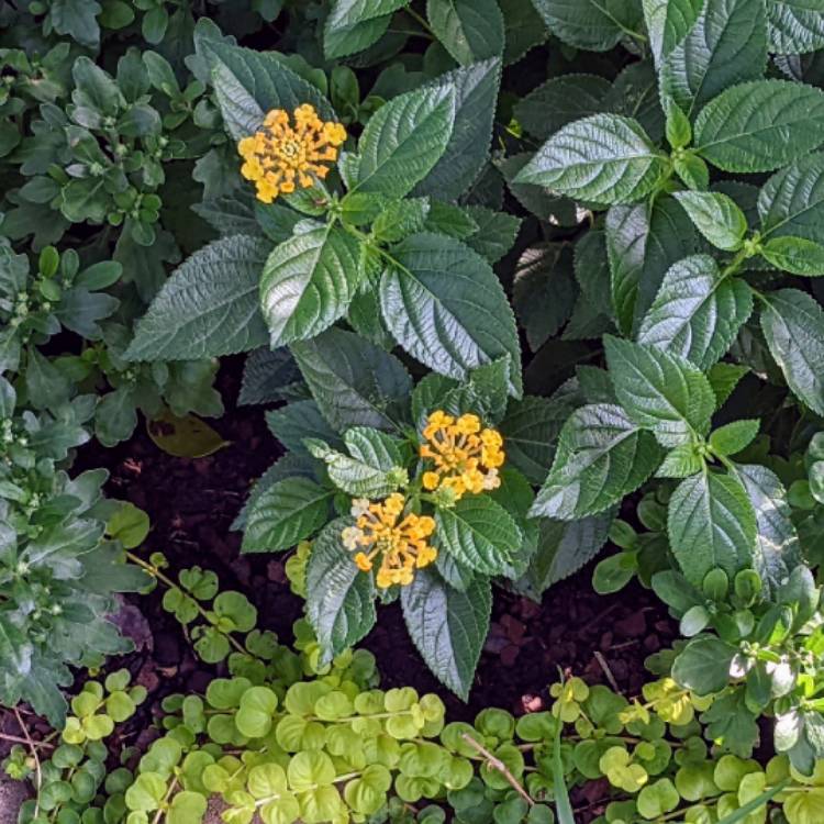 Plant image Lantana camara 'Dwarf yellow'