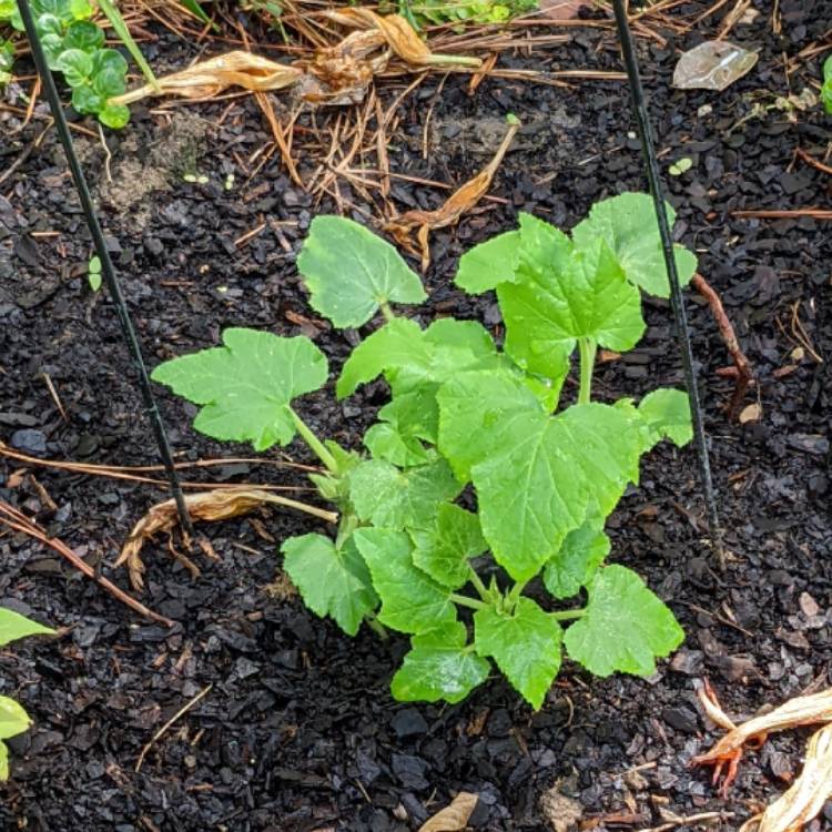 Plant image Cucurbita