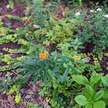 Buddleja