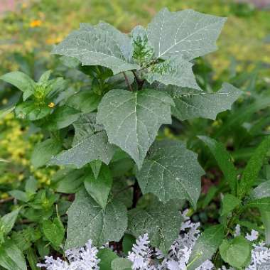 Datura metel 'Double Blackcurrant Swirl'