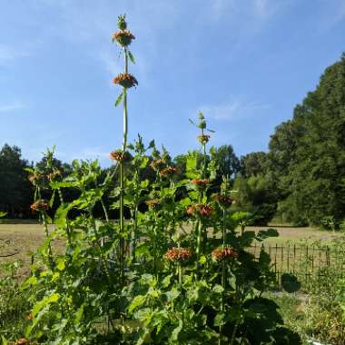 Leonotis leonurus