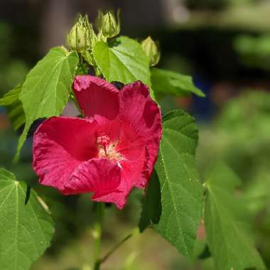 Hibiscus coccineus