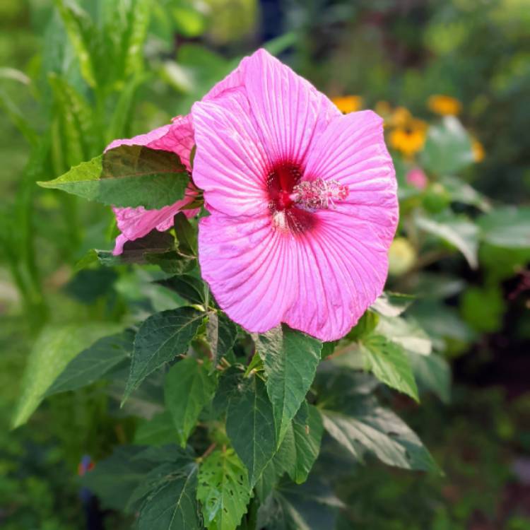 Plant image Hibiscus coccineus