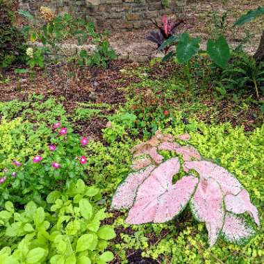 Caladium hortulanum 'Pink Cloud'