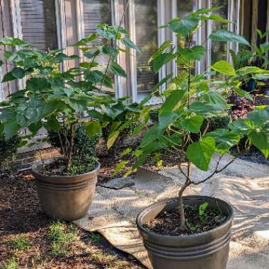 Clerodendrum trichotomum