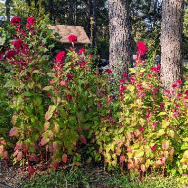 Celosia