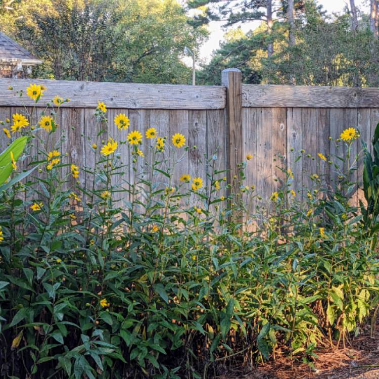 Plant image Helianthus x laetiflorus