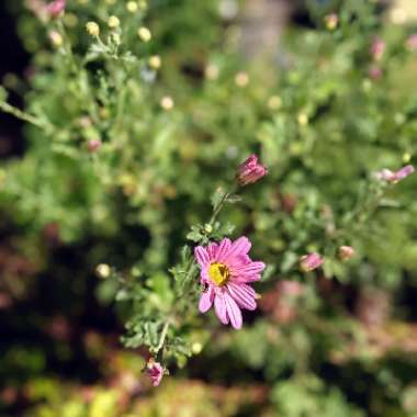 Tanacetum coccineum syn. Chrysanthemum coccineum