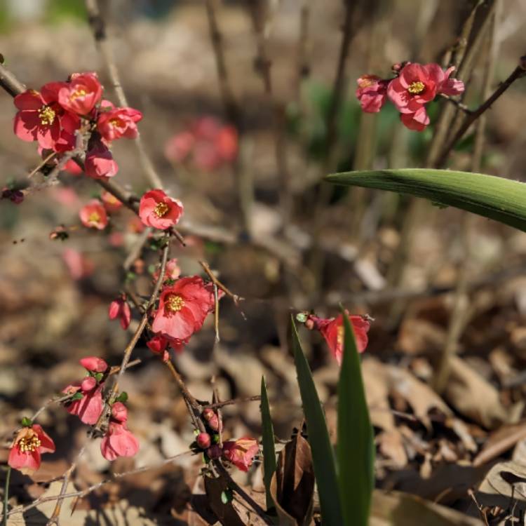 Plant image Chaenomeles