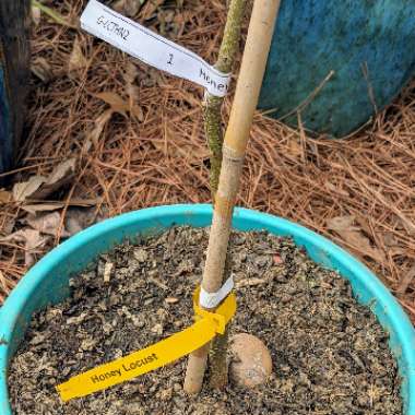 Gleditsia triacanthos