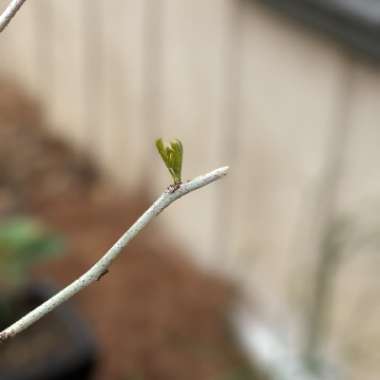 Gleditsia triacanthos