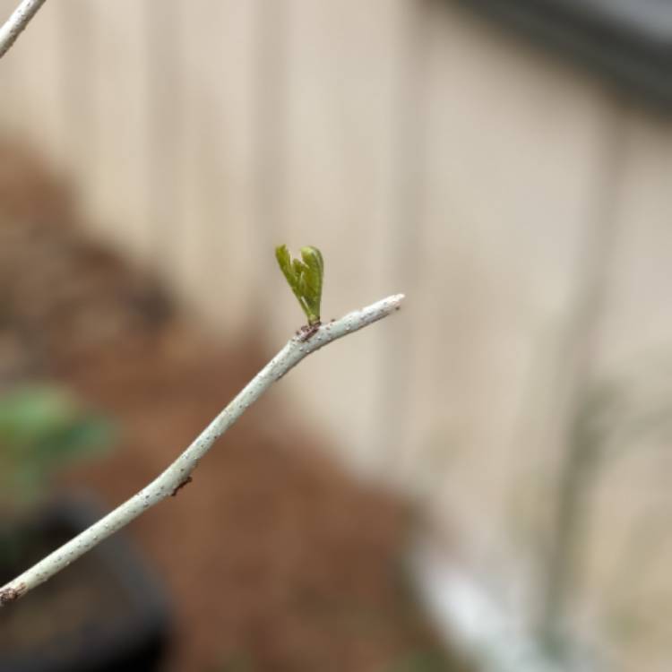 Plant image Gleditsia triacanthos