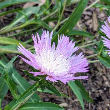 Stokesia laevis