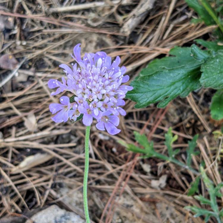 Plant image Scabiosa columbaria 'Blue Note'