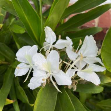 White Ginger Lily