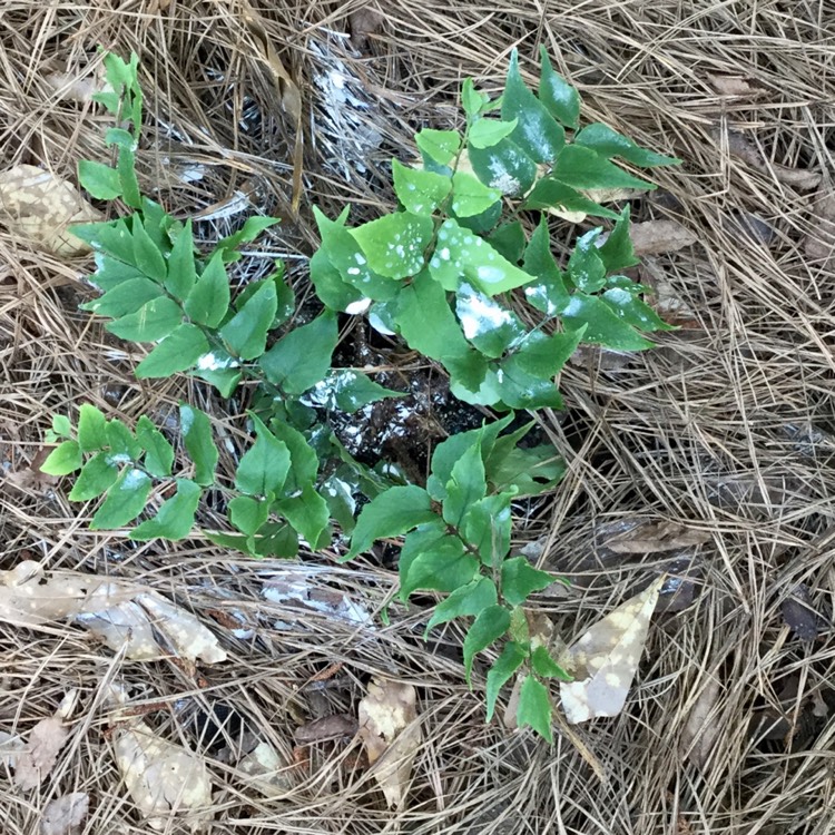 Plant image Asplenium dimorphum x difforme