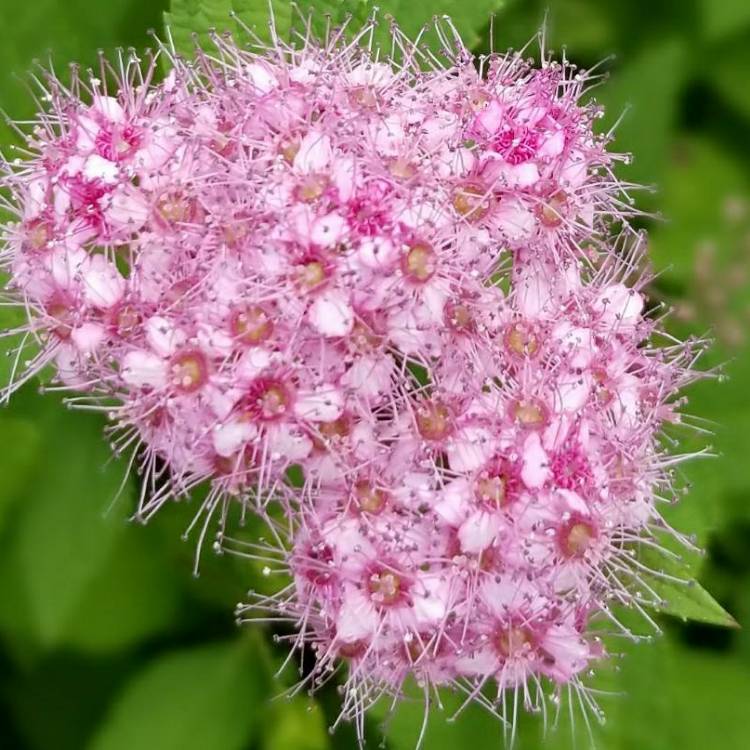 Plant image Spiraea Alba