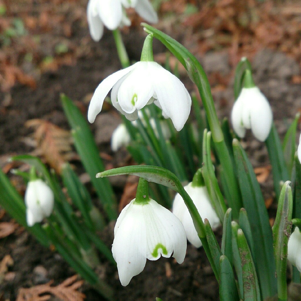 Snowdrop 'Magnet'