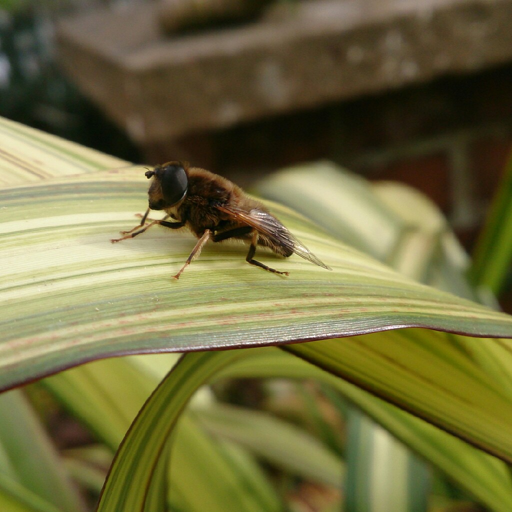 Rachel's garden