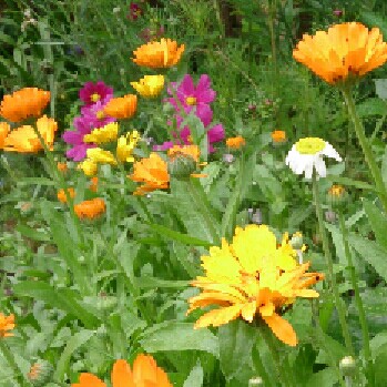 Pot Marigold