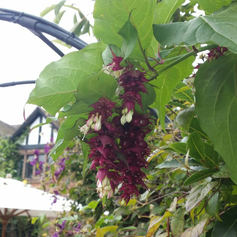 Leycesteria formosa