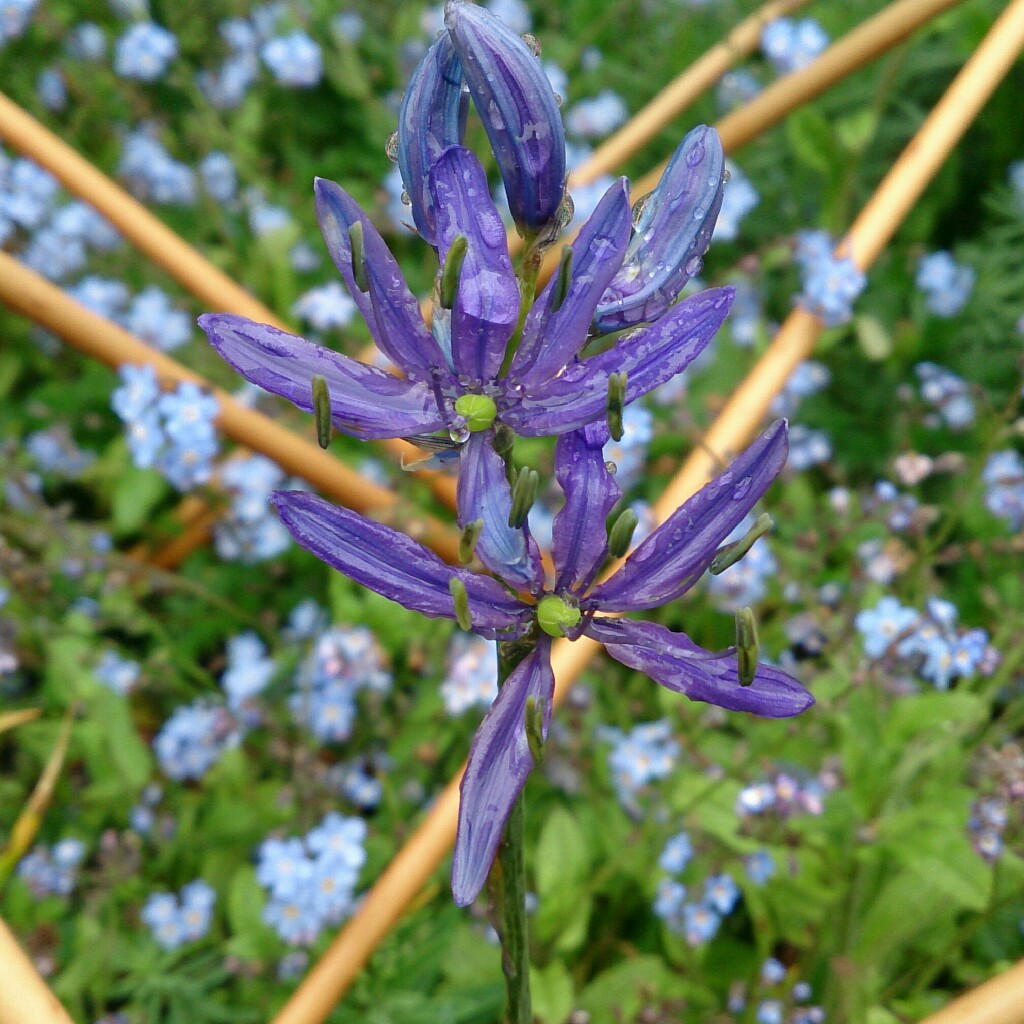 Camassia