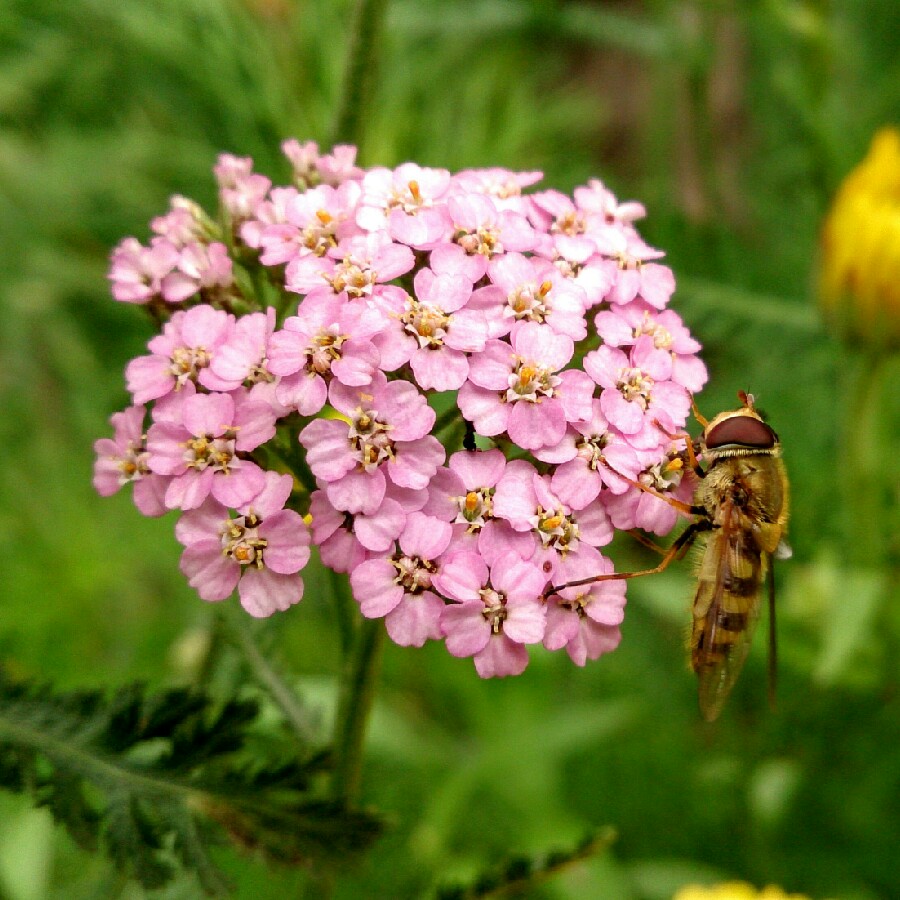 Yarrow