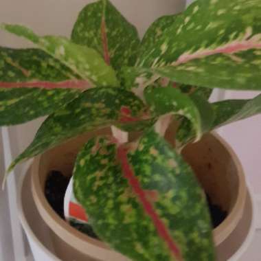 Aglaonema