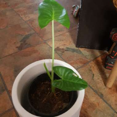 Elephant Ear (Alocasia)