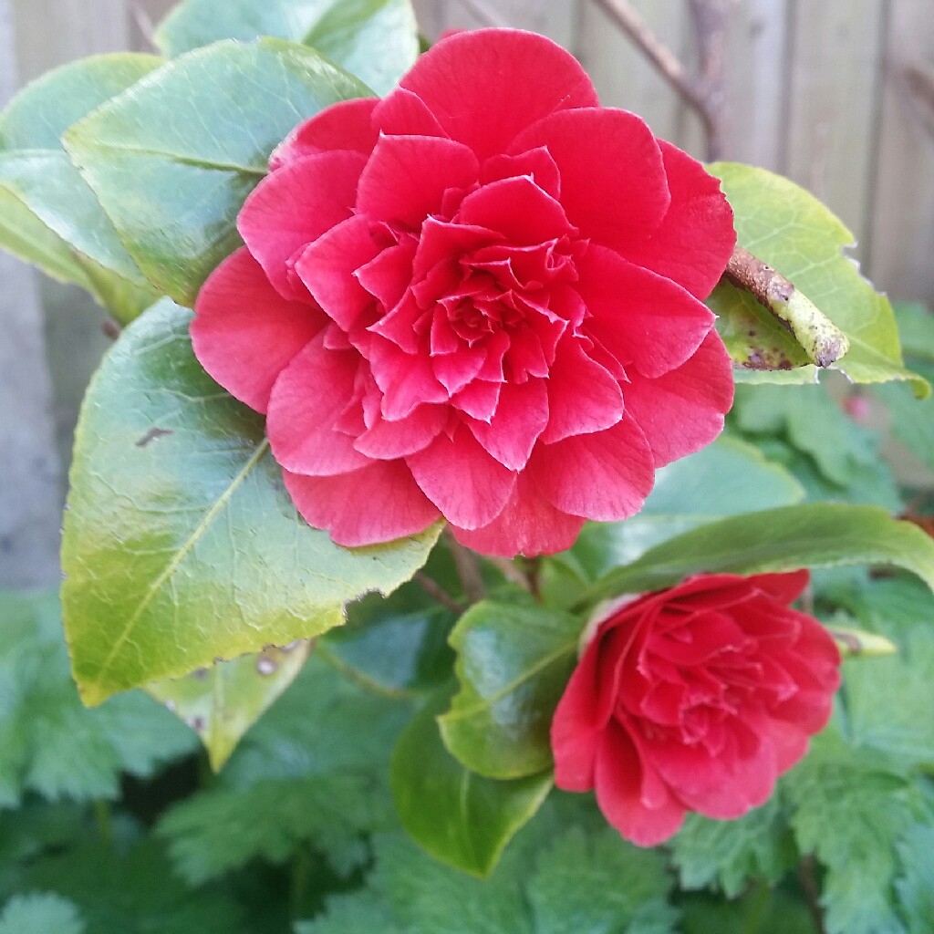 Plant image Camellia japonica 'Ace of Hearts'