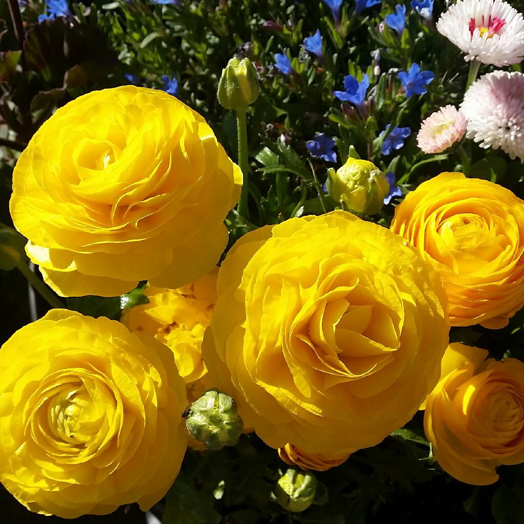 Plant image Ranunculus acris 'Flore Pleno'