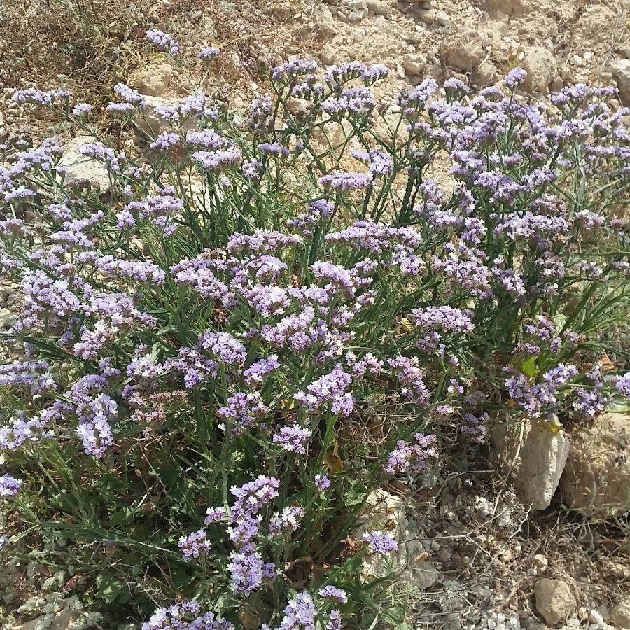 Limonium peregrinum