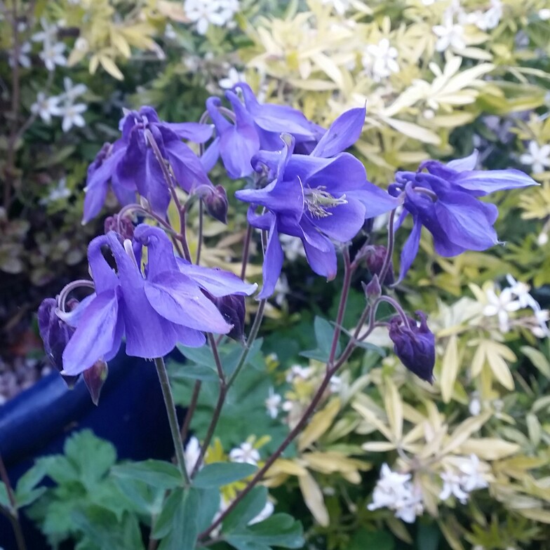 Aquilegia 'Hensoll Harebell', Columbine 'Hensoll Harebell' - uploaded ...