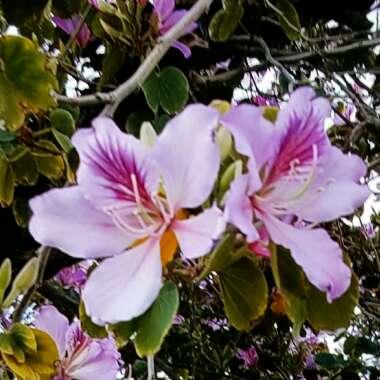 Bauhinia Purpurea (Phanera purpurea)