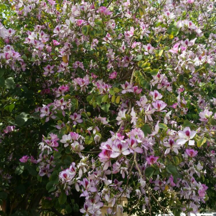 Plant image Bauhinia Purpurea (Phanera purpurea)