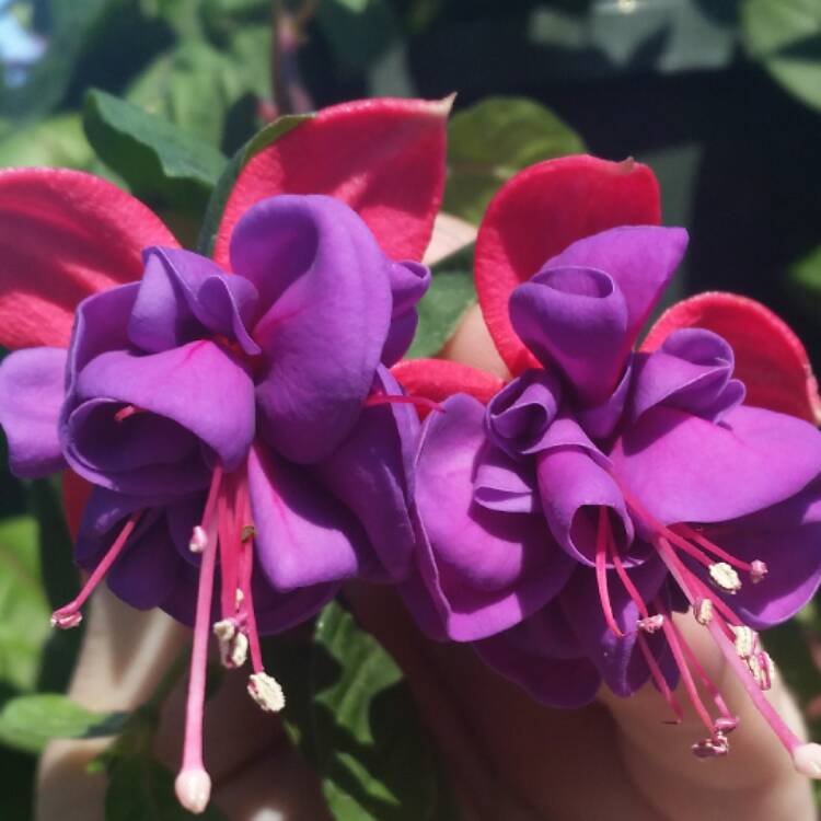 Plant image Fuchsia 'Whiteknight's Amethyst'