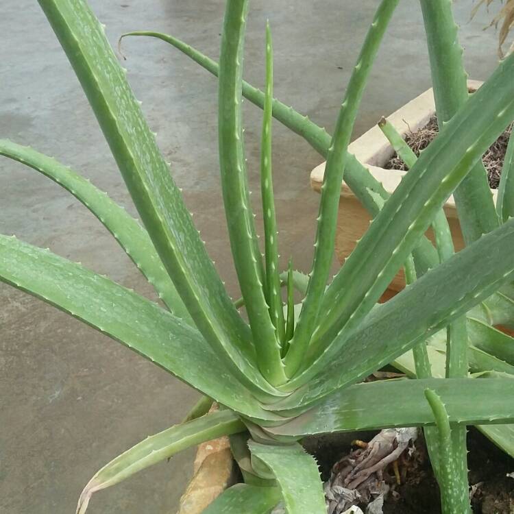 Plant image Aloe hybrid 'Always Red'