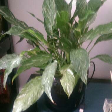 Peace Lily