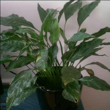 Peace Lily