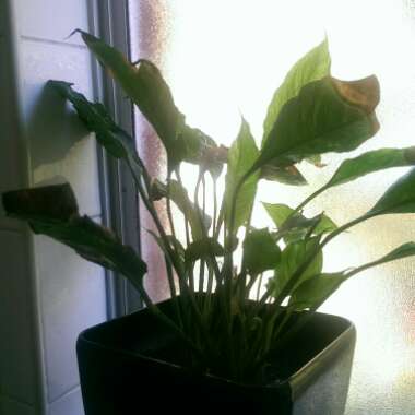 Peace Lily